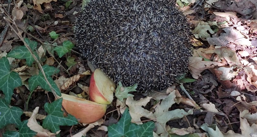 Otroci iz skupine Kameleončki rešijo ježka