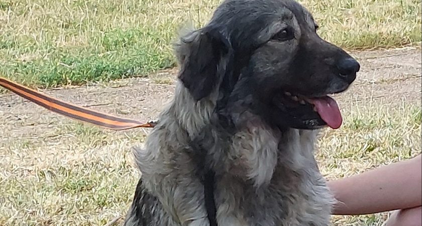 Kraška ovčarja Primus Vera na obisku pri otrocih iz skupine Kameleončki