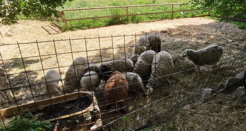 Izlet z avtobusom v Lokev– dan poln doživetij