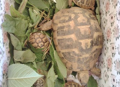 Želvja družina na obisku v skupini Lisičke
