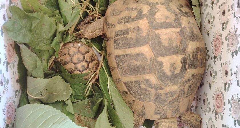 Želvja družina na obisku v skupini Lisičke