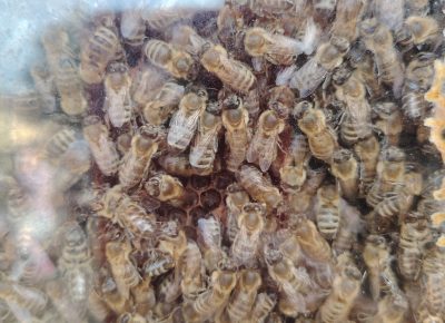 Obisk čebelarja v skupini Lisičke