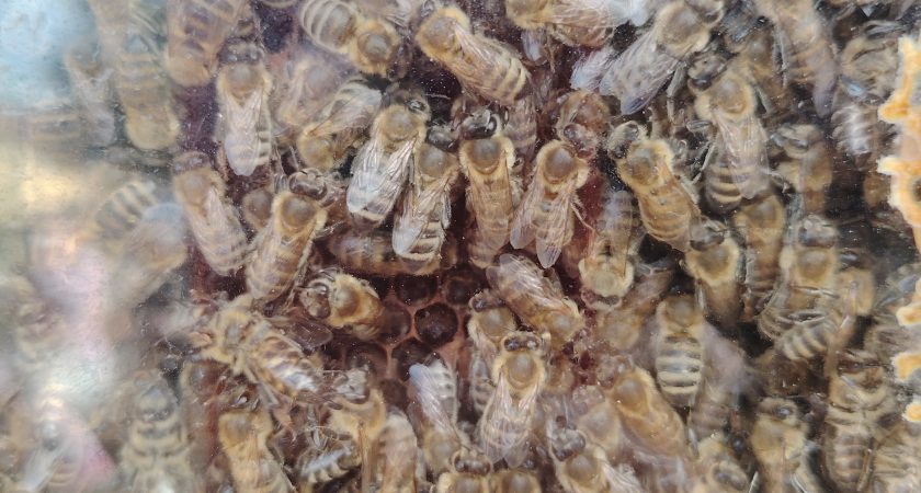 Obisk čebelarja v skupini Lisičke