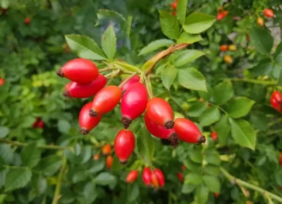 Priprava šipkovega čaja v skupini Želvice