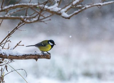 Raziskovanje živali pozimi in skrb za ptice