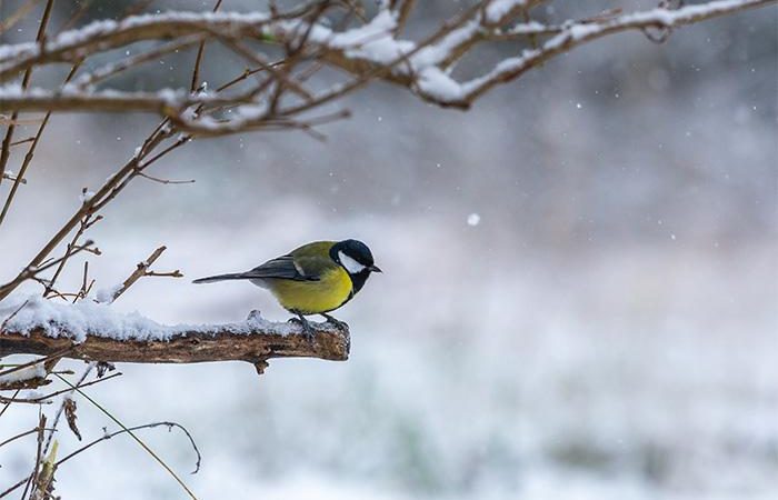 Raziskovanje živali pozimi in skrb za ptice