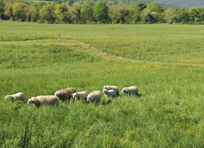 Pomladni pohod ob suhih kraških zidovih