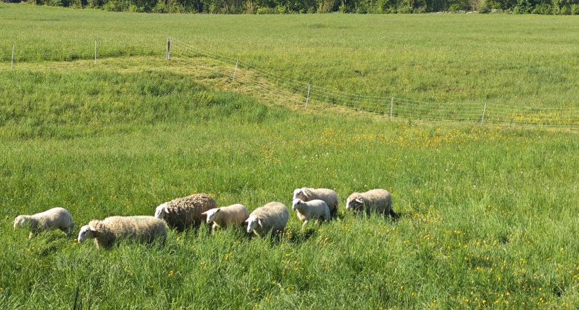 Pomladni pohod ob suhih kraških zidovih